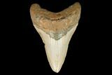 Fossil Megalodon Tooth - North Carolina #124644-1
